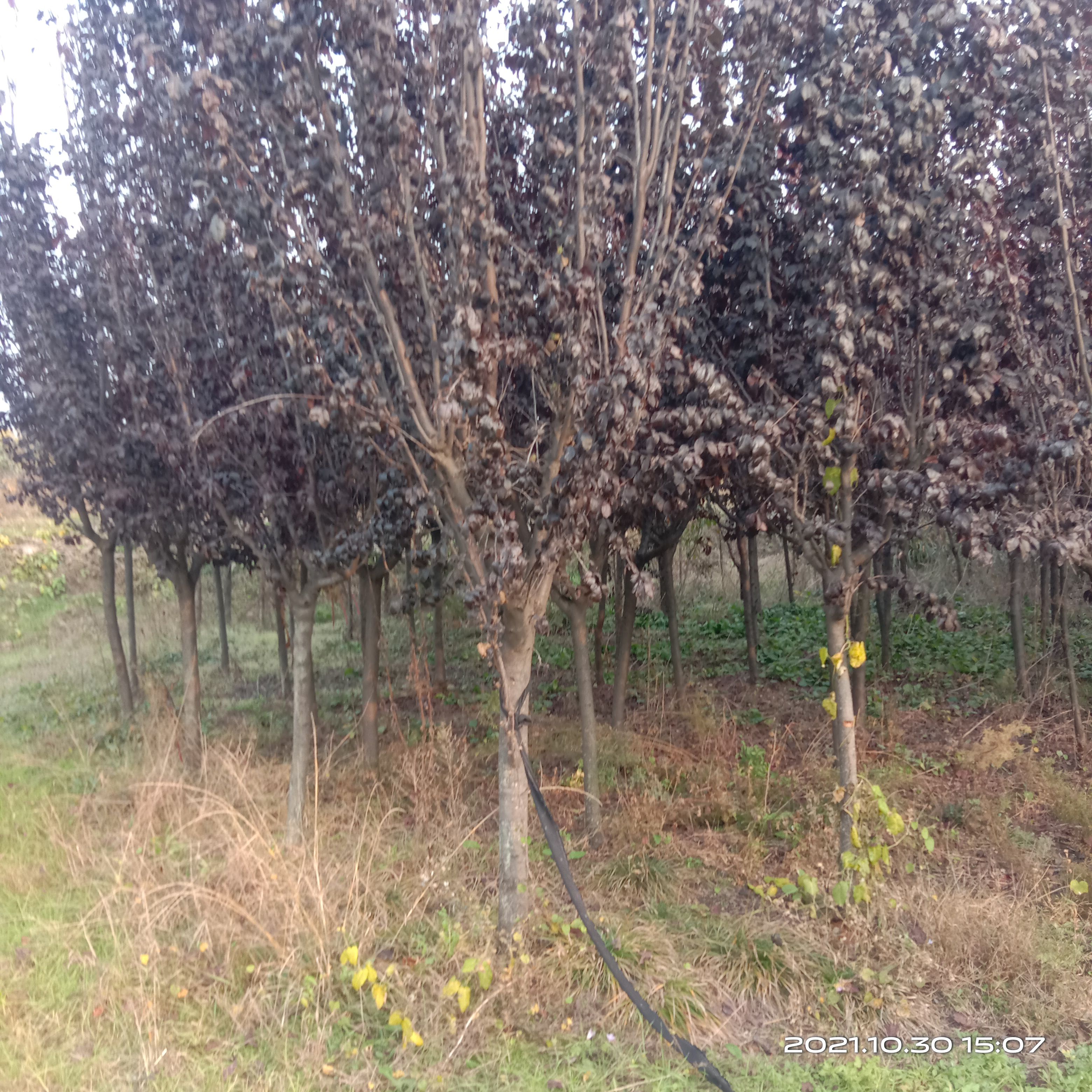 红叶李  六七八公分紫叶李低价出售。