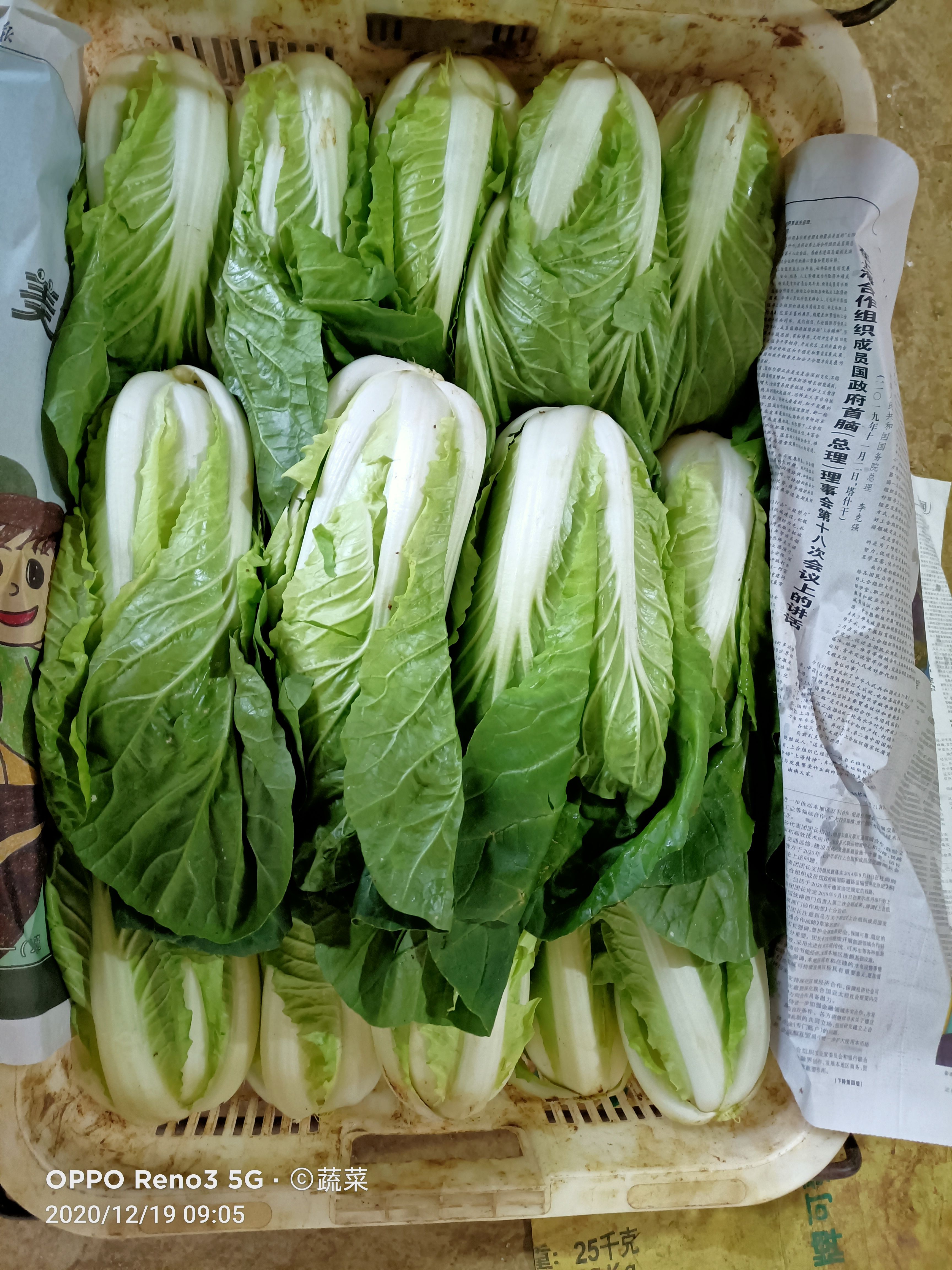 快菜 小白菜云南产区精品蔬菜，服务各种蔬菜采购发货，欢迎大家了解