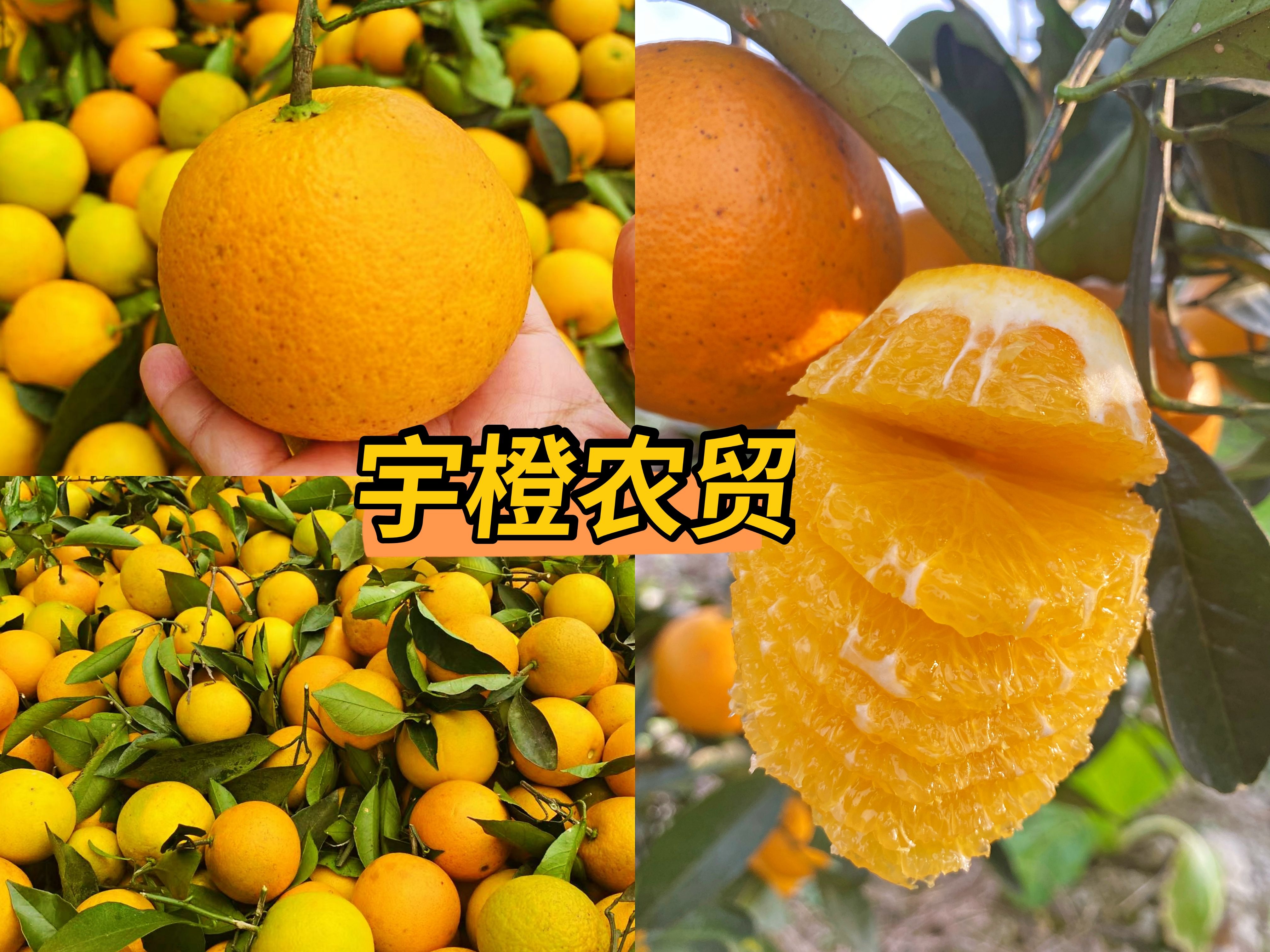 麻阳苗族自治县麻阳冰糖橙 电商商超优选 果园看货选货 量大从优 口感香甜！