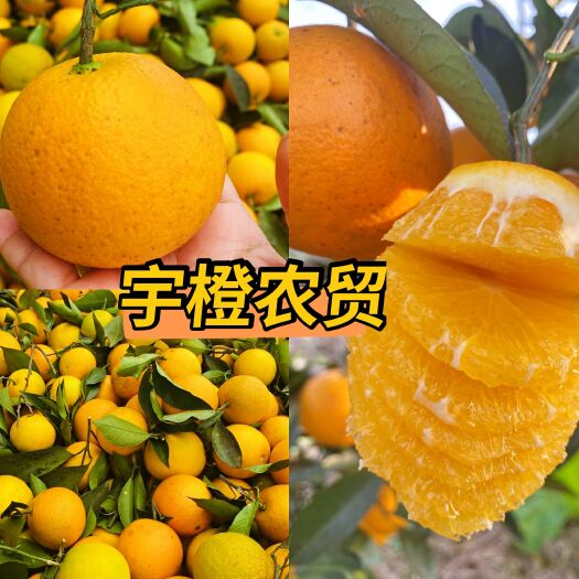 麻阳县麻阳冰糖橙 电商商超优选 果园看货选货 量大从优 口感香甜！