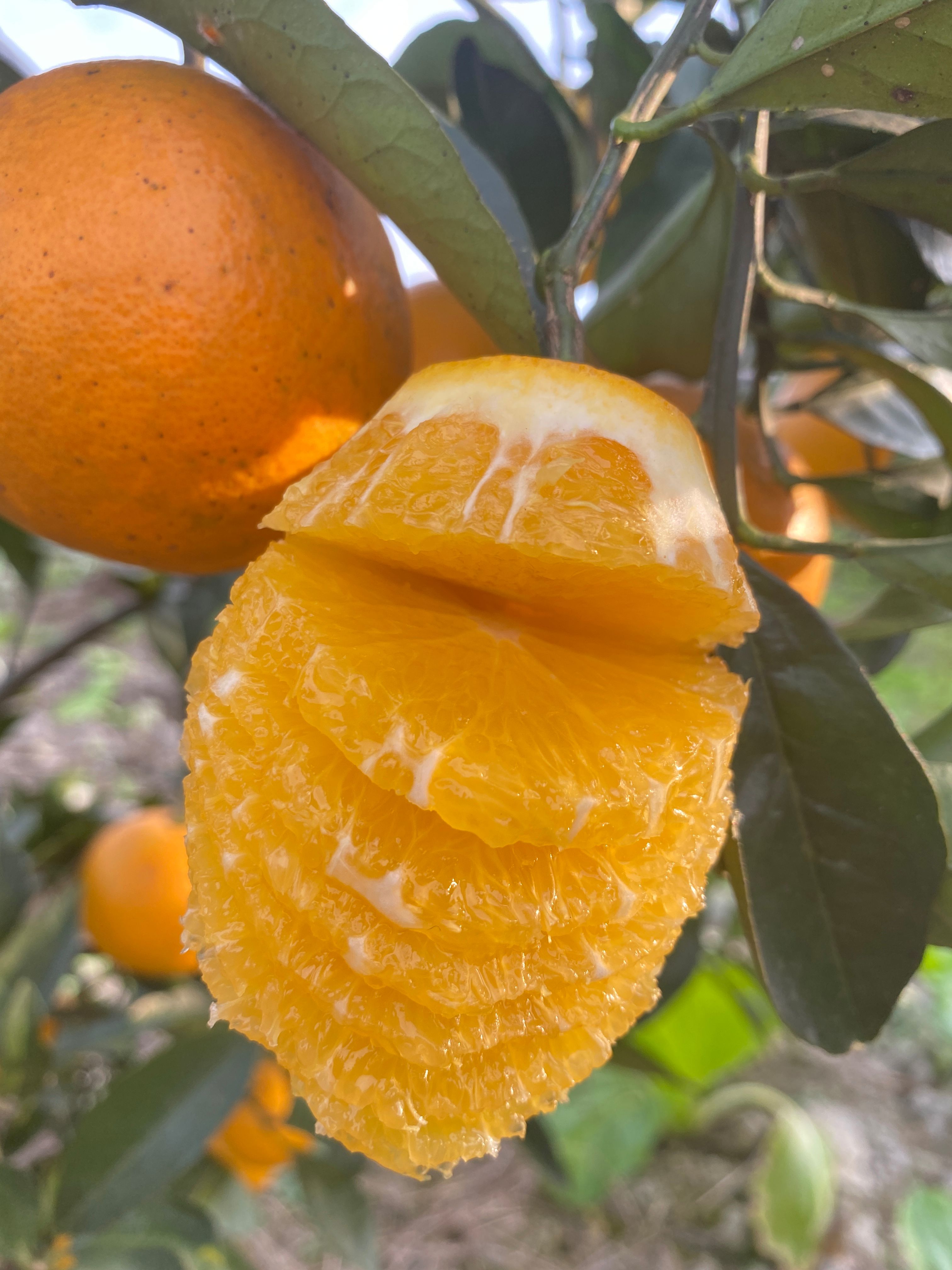 麻阳冰糖橙 电商商超优选 果园看货选货 量大从优 口感香甜！