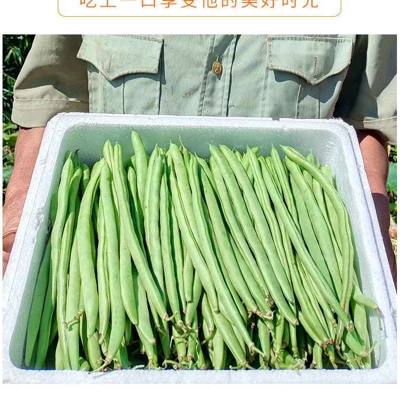 无筋四季豆  云南四季豆扁豆角豆豆角电商一件代发