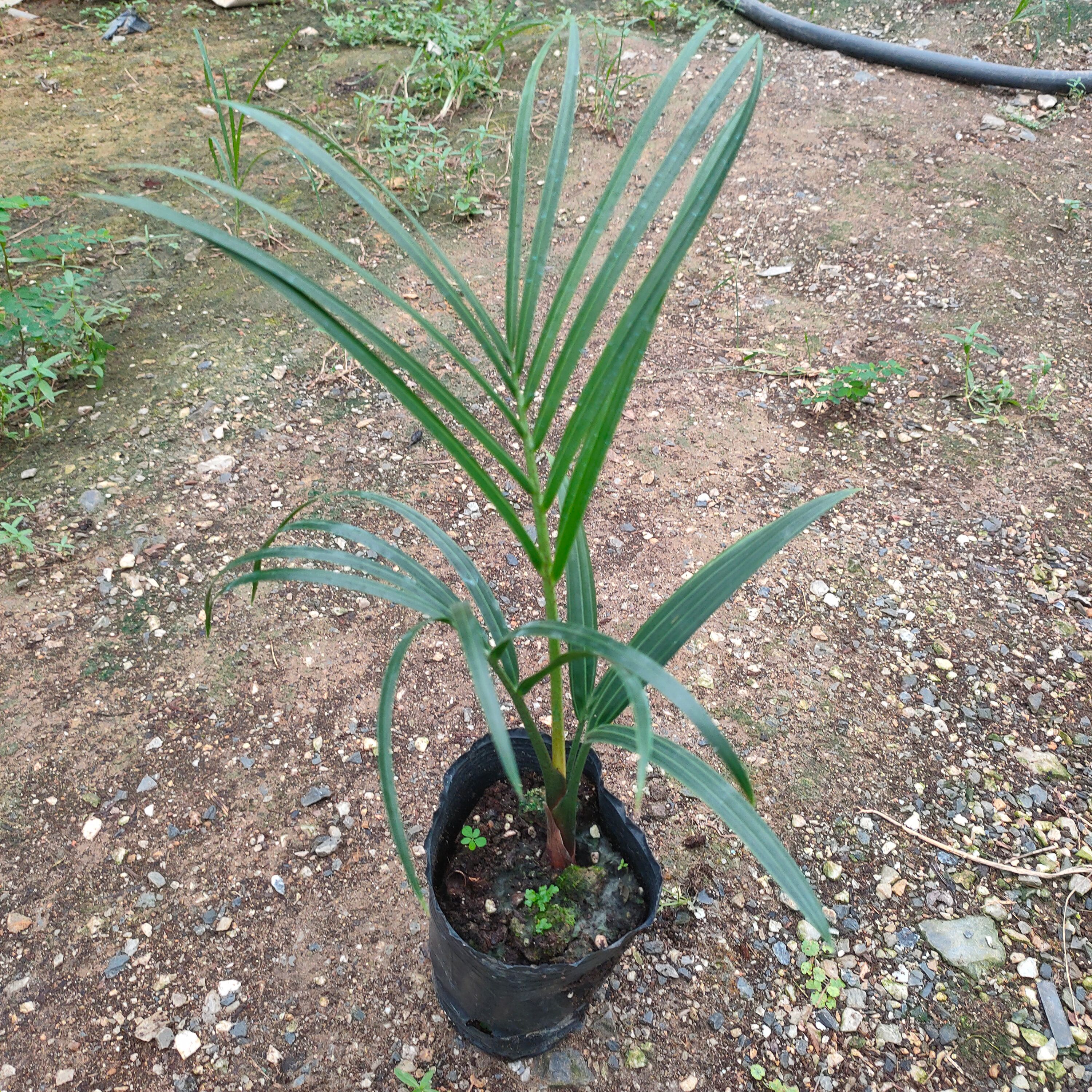 广州三角椰子苗  棕榈科观叶植物四季常青