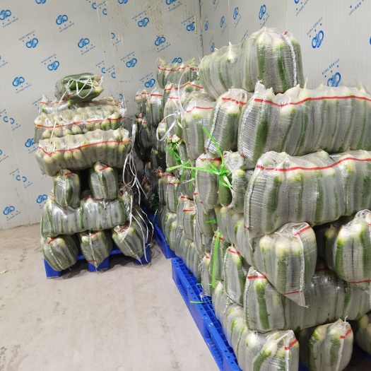 天门市 白萝卜，水果萝卜，三排，四排，五排，现货