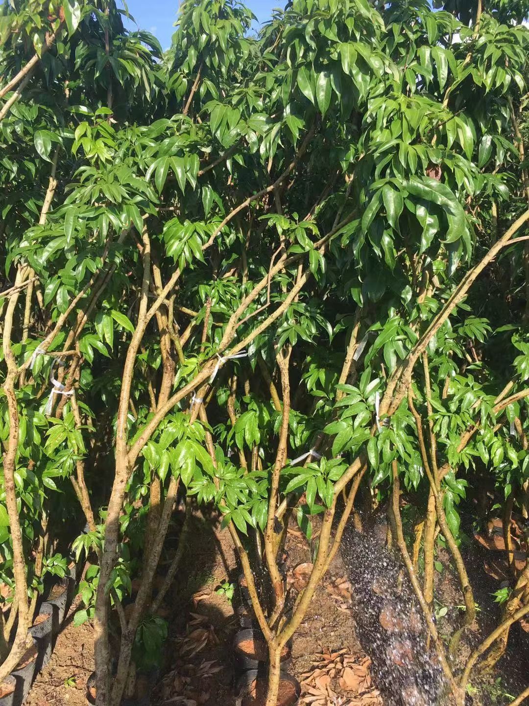 黑叶荔枝苗 茘枝杯苗