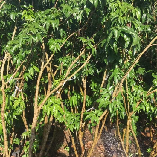 灵山县黑叶荔枝苗 茘枝杯苗