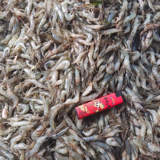龙门县白米虾 冻河虾，麦穗小黄鱼