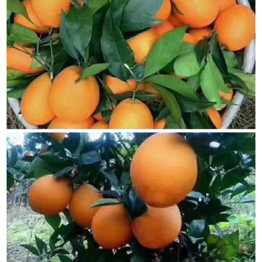 新宁县红心脐橙