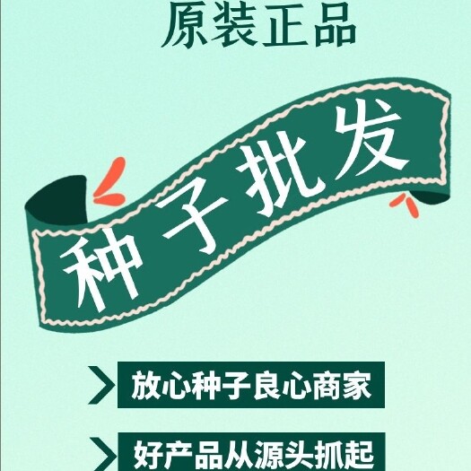 济南玉农76 玉农七六 批发 正品国审好种子