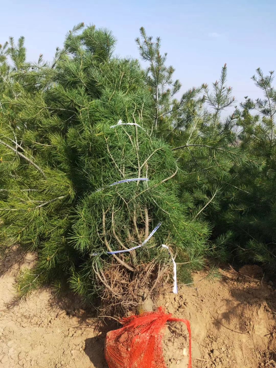 白皮松基地 白皮松价格 白皮松批发 土球发货保质保量