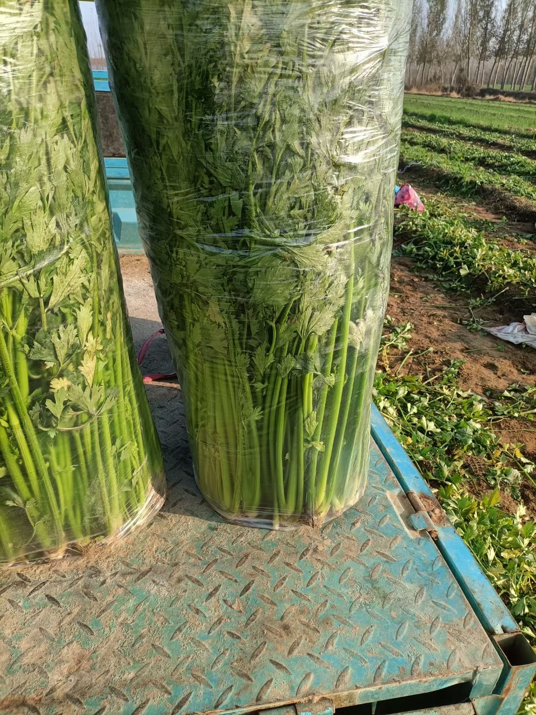  大家好我是章丘鲍家村的，种植鲍芹，欢迎大家订购