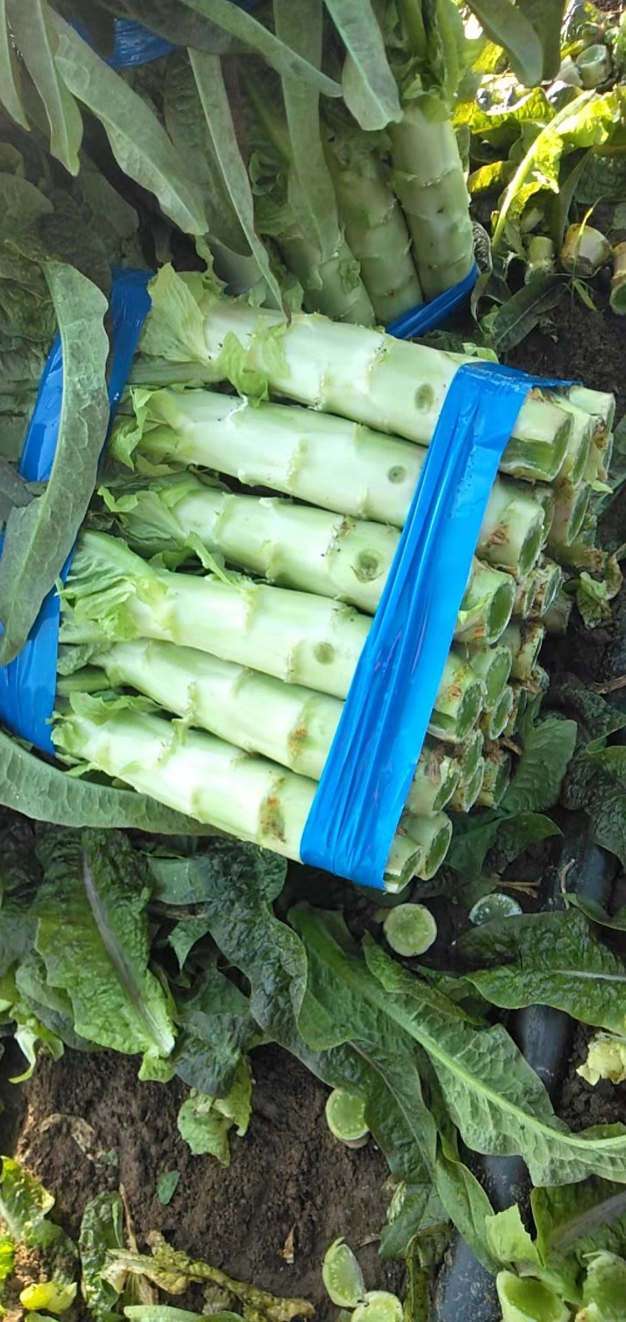  精品红叶莴笋质量好，质量保证，发全国各地