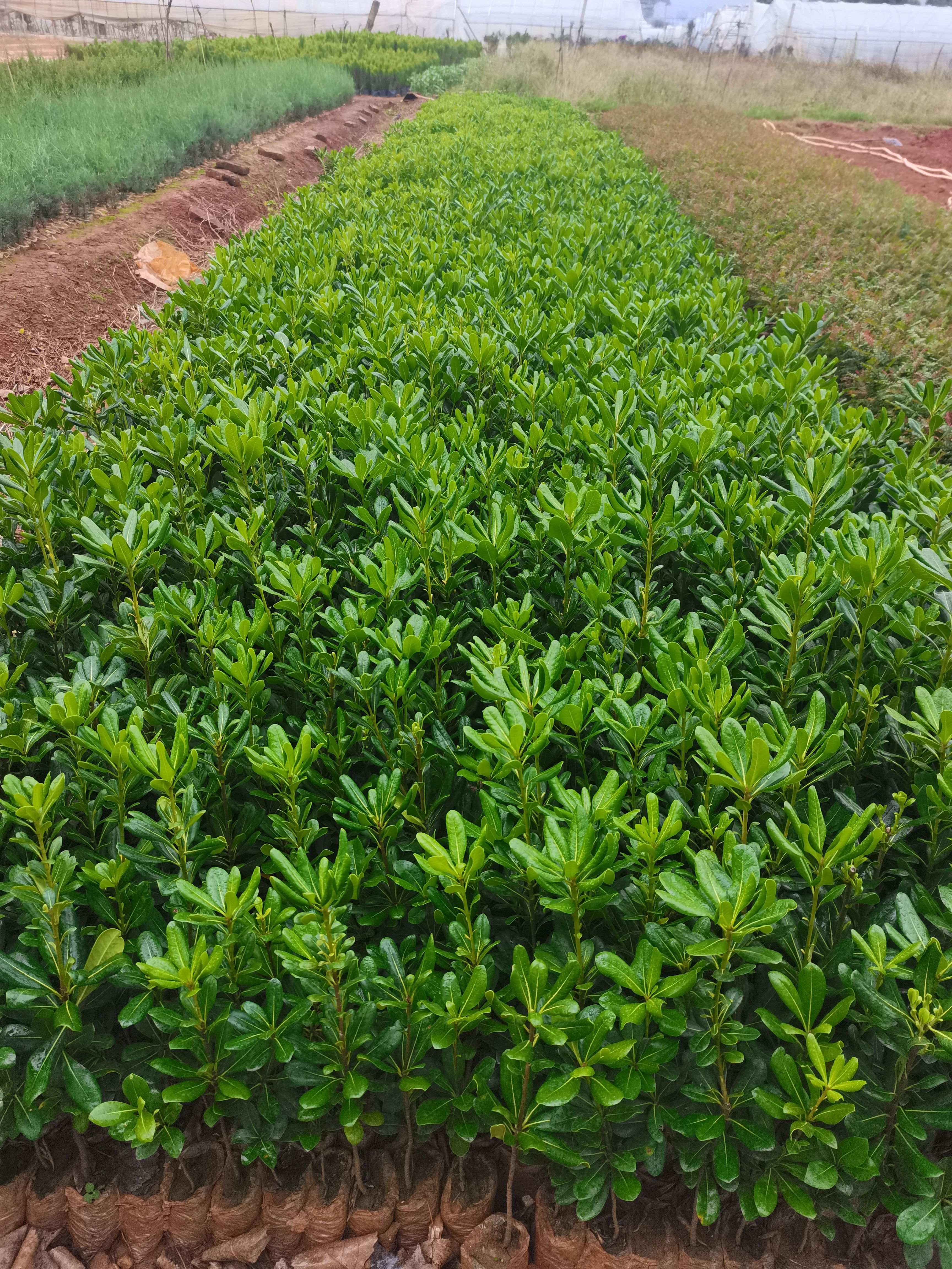 海桐，云南昆明海桐种植基地