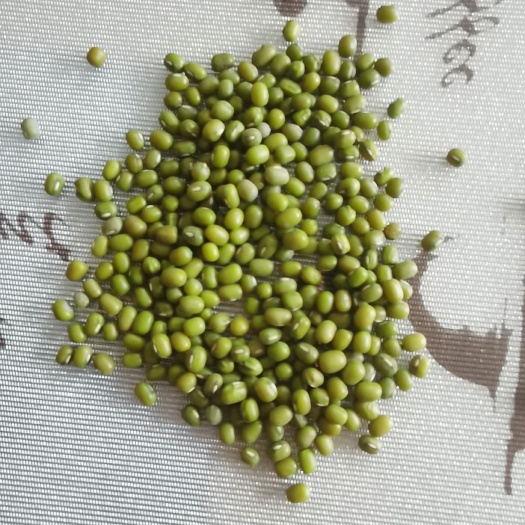 绿芽豆  芽豆绿豆中粒 国产绿豆  东北明粒中粒绿豆生豆芽专