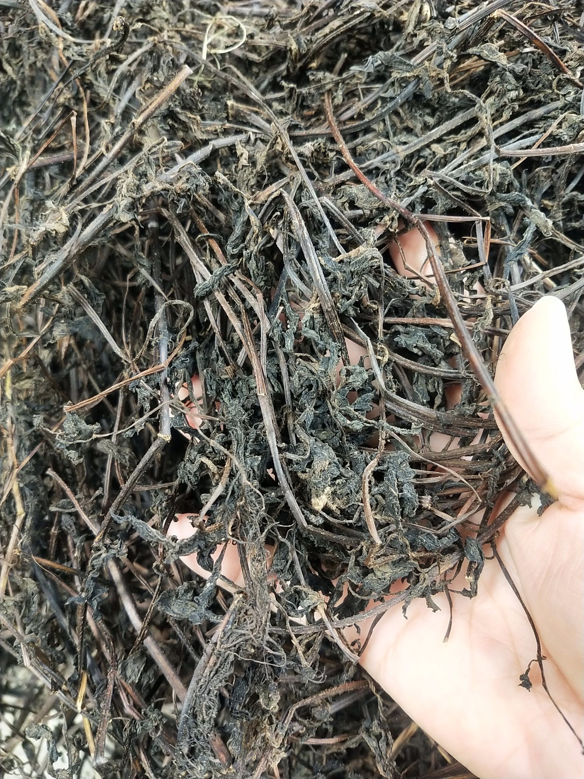 仙草