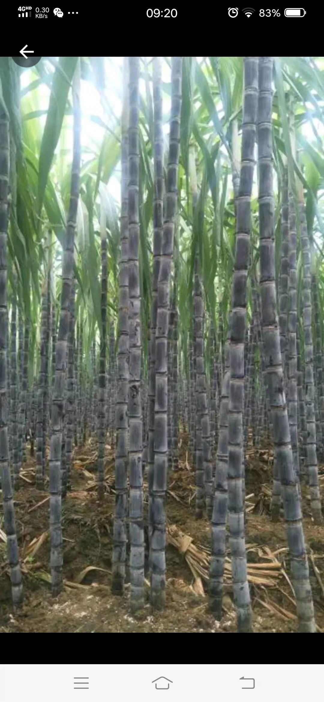 广西甘蔗批发销售