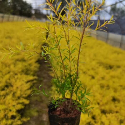 宜良县红千层  千层金小杯苗，黄金香柳，云南昆明千层金种植园一手货