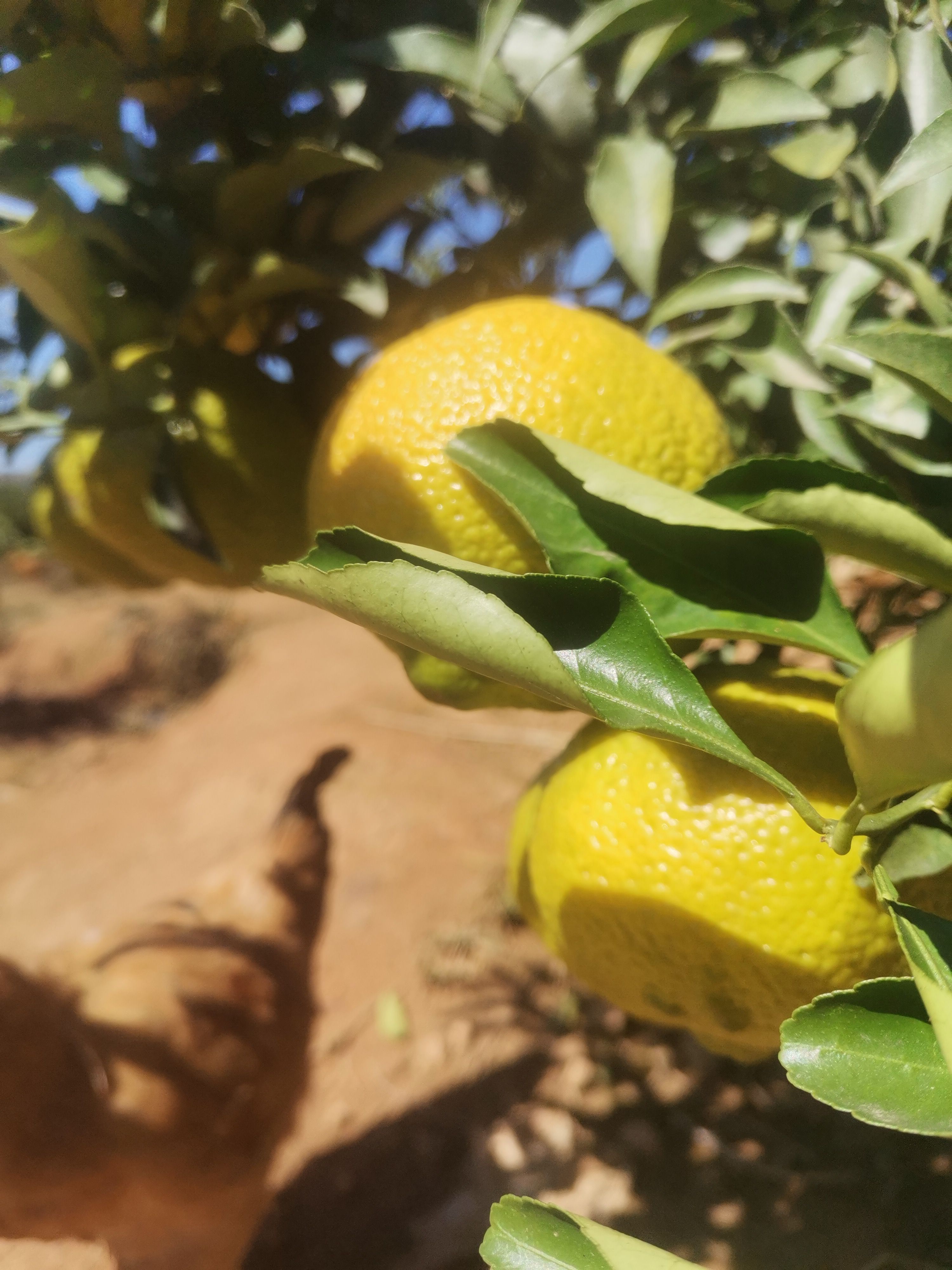 黄金贡柚含糖不太高，基本无酸味，食后不上火，养颜清润，