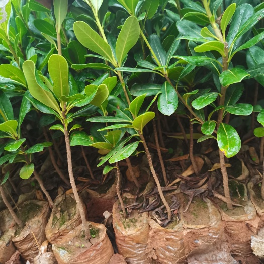 海桐，云南昆明海桐种植基地
