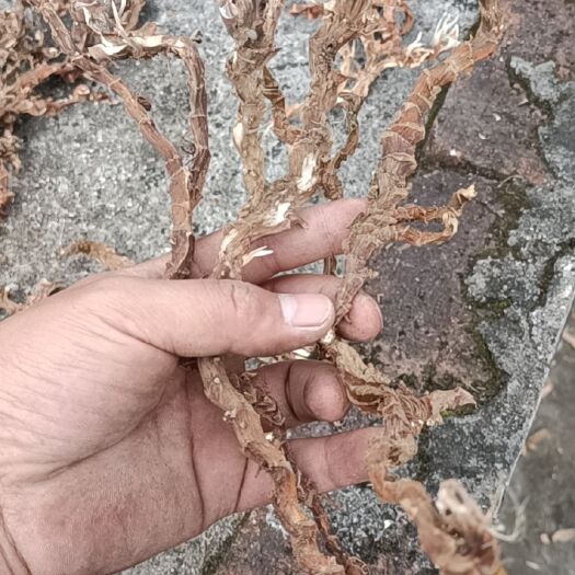 钦州广西十万大山   纯山干货石菖蒲