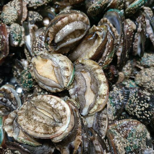 连云港 鲍鱼鲜活鲍鱼海捕鲍鱼