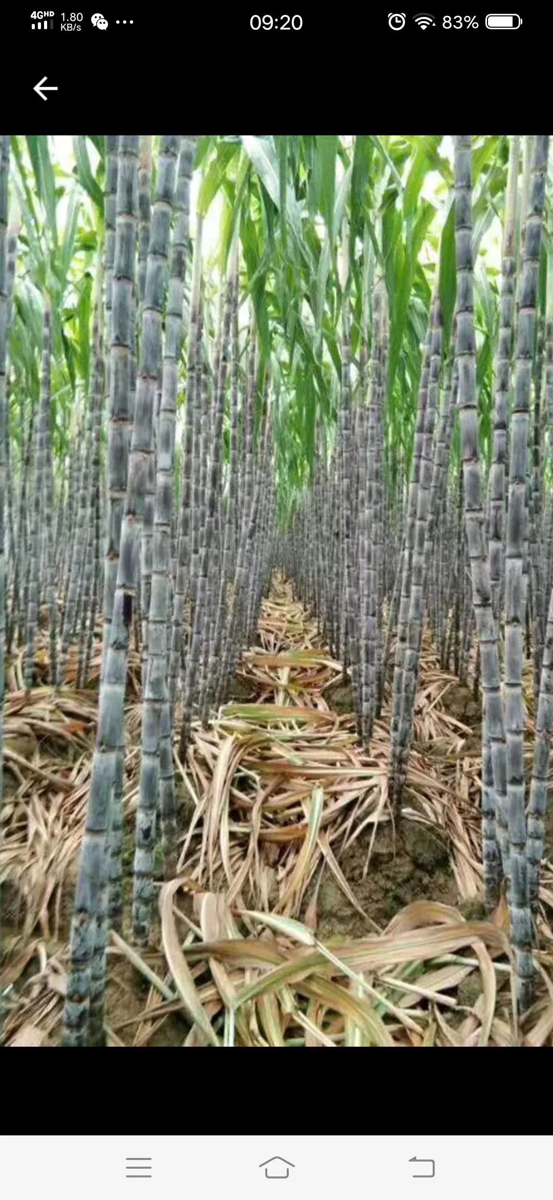 广西甘蔗批发销售