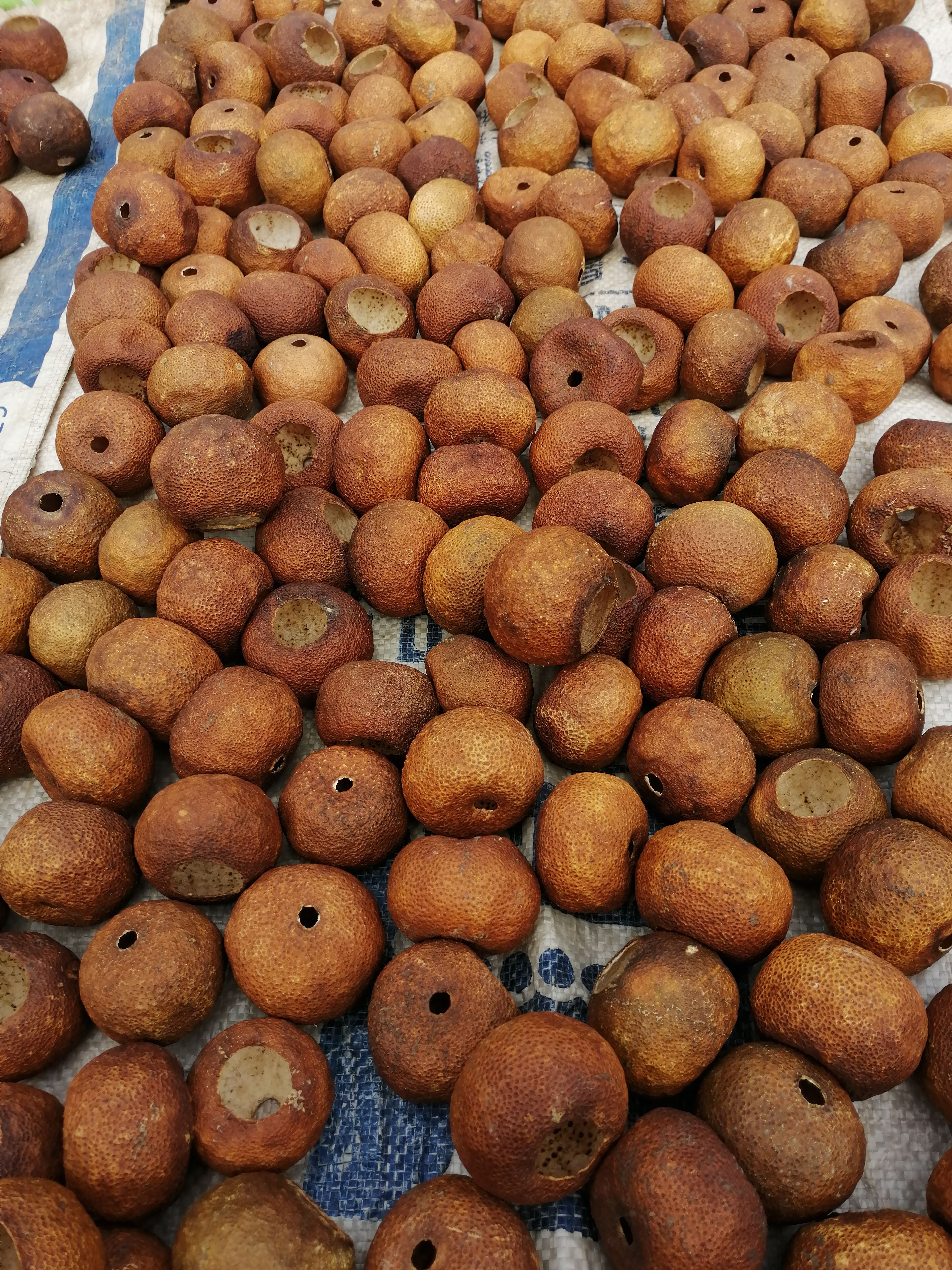 新会柑 2020新会大红柑壳