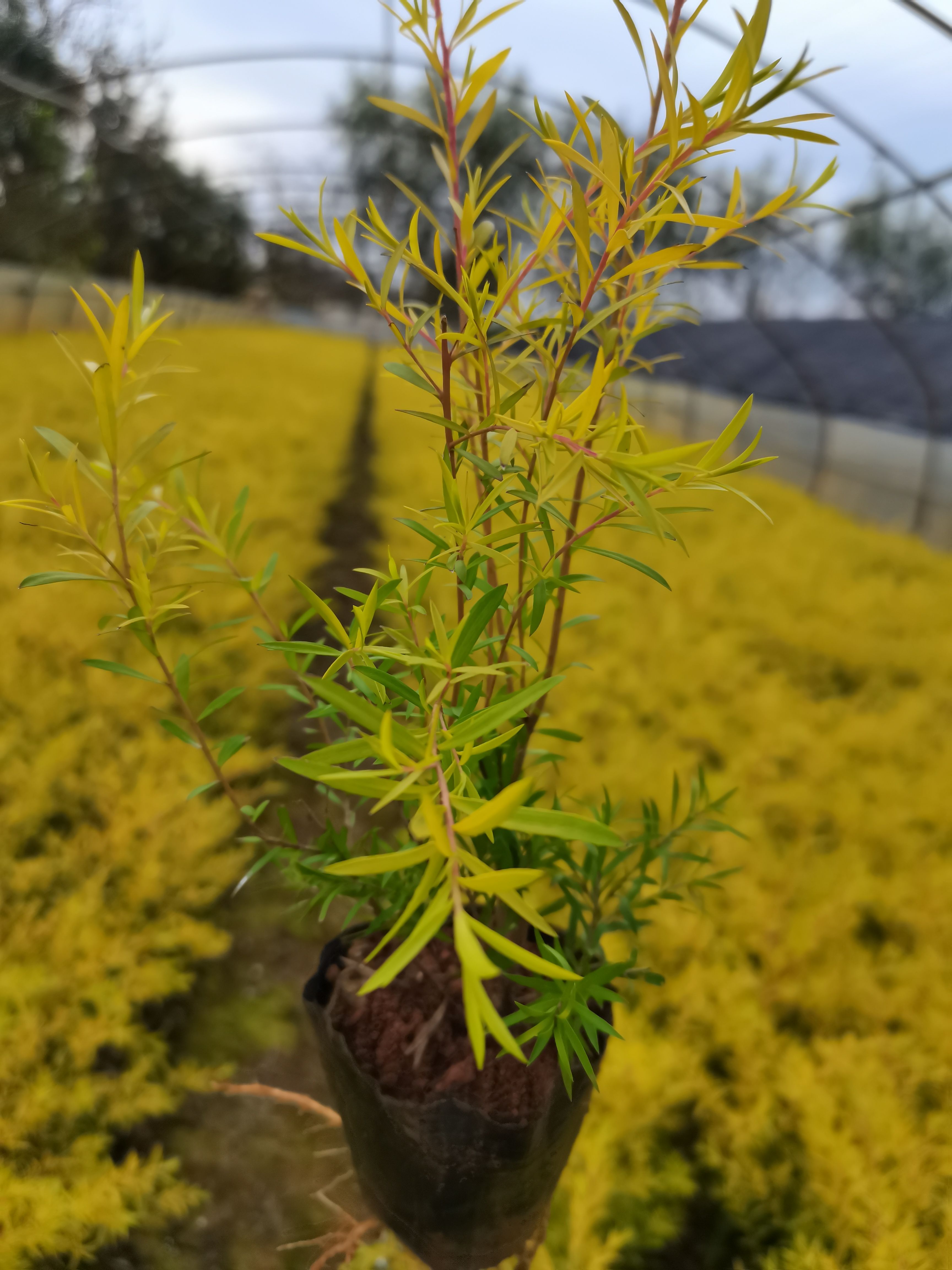 红千层  千层金小杯苗，黄金香柳，云南昆明千层金种植园一手货