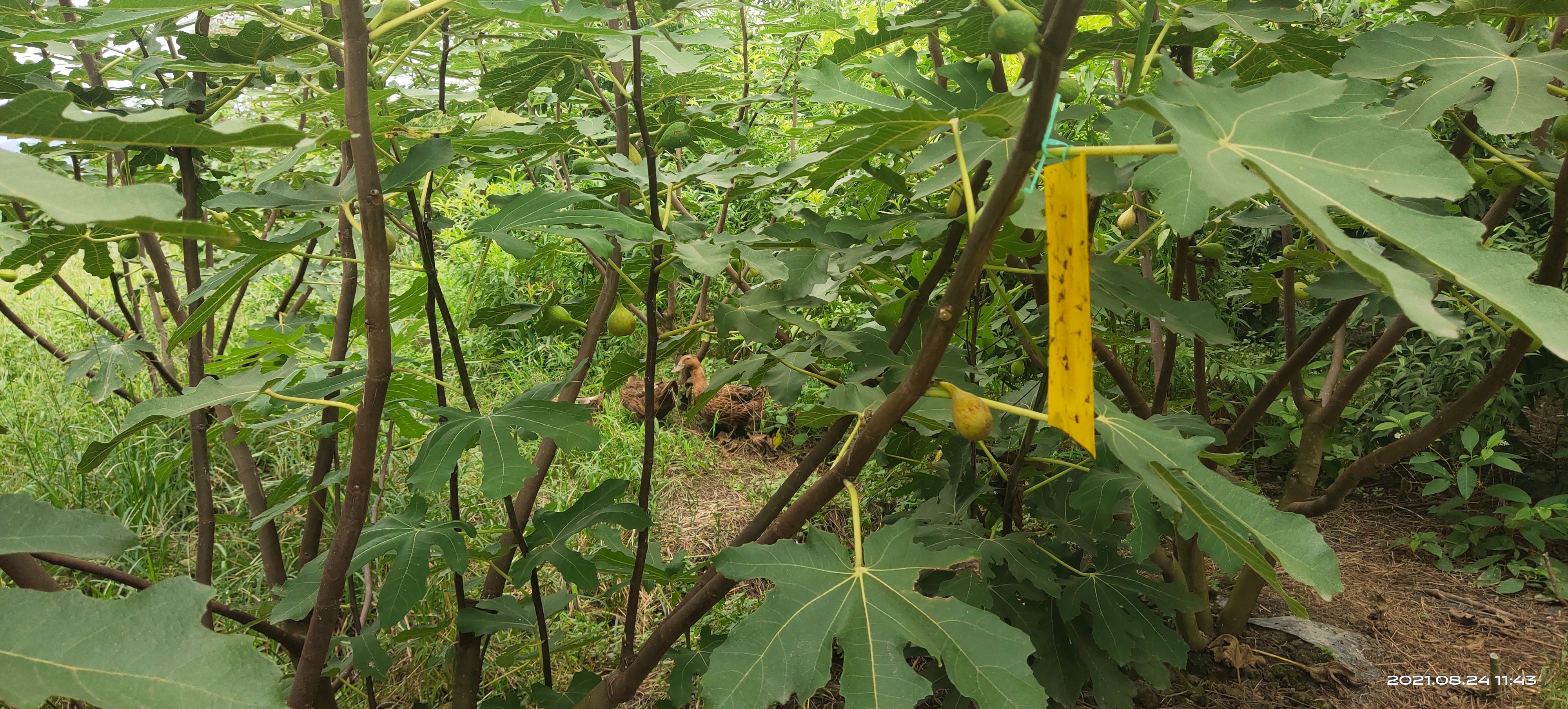 芭劳奈无花果苗 无花果扦插枝条芭芭奈果树苗嫁接枝条接穗新品种无花果苗