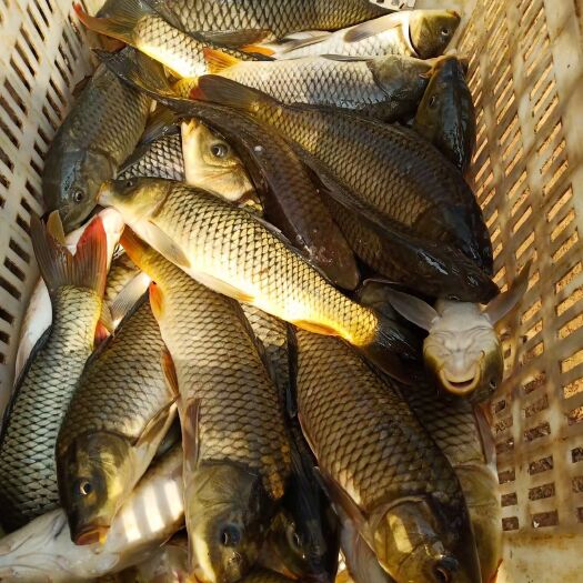 桂林白鲫  鲤鱼鲫鱼黑鱼非养殖