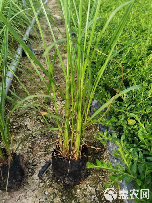 狼尾草 漳州基地自产自销紫穗朗尾草