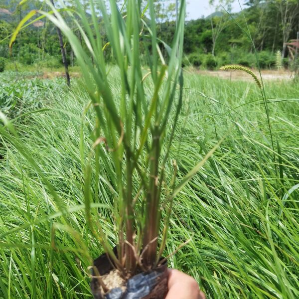 狼尾草 漳州基地自产自销紫穗朗尾草