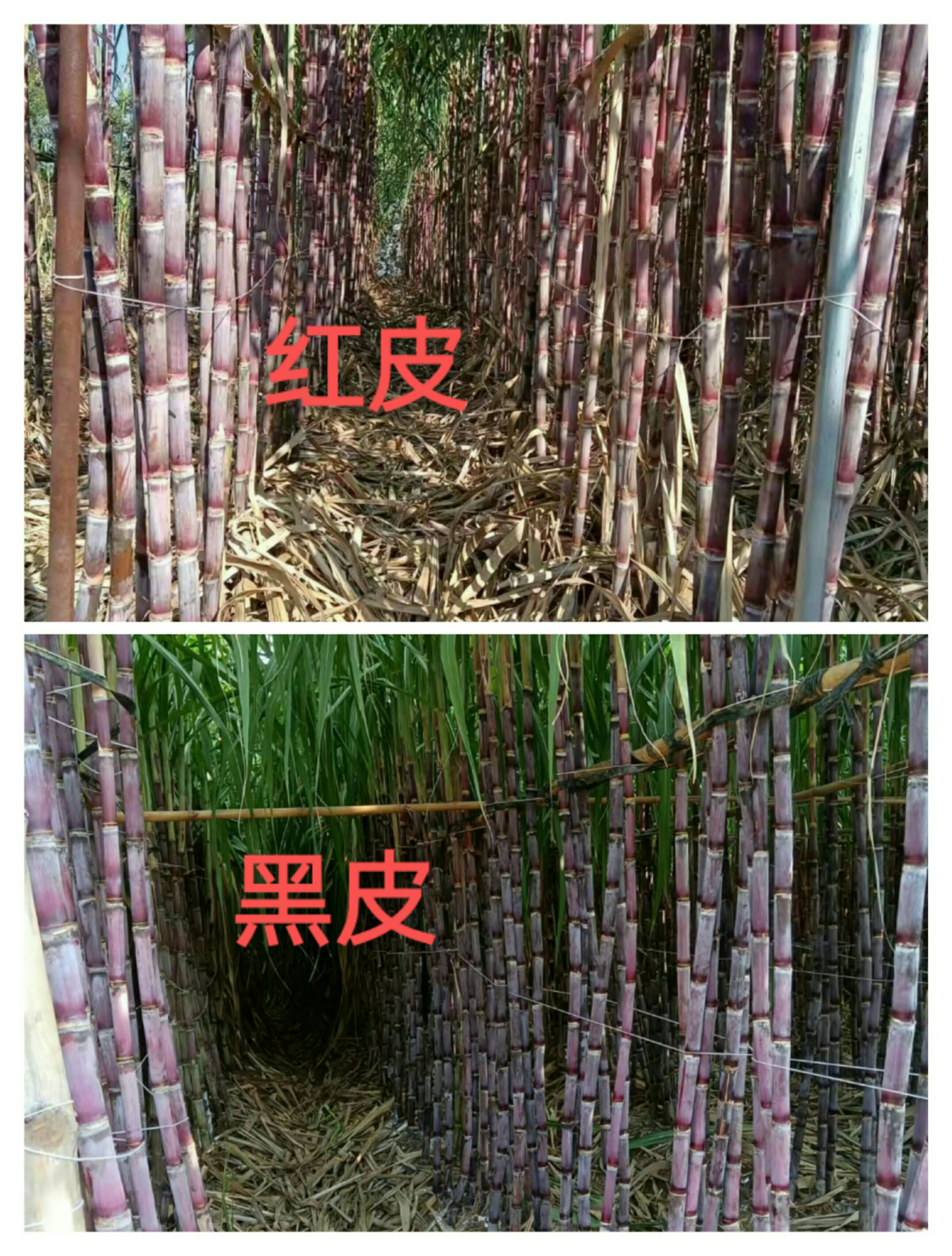 广西黑皮甘蔗，甜 脆