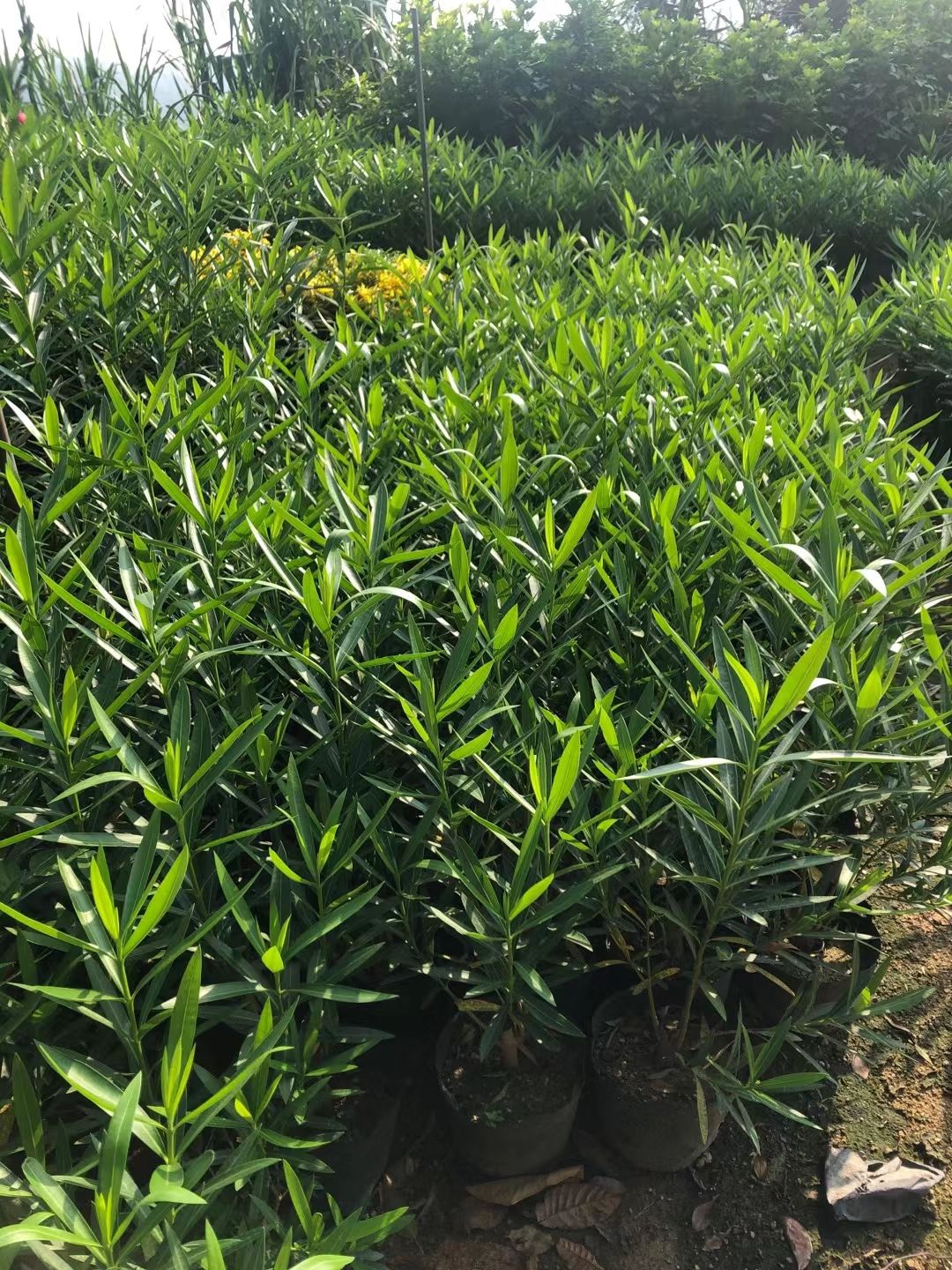  夹竹桃漳州种植基地小杯大杯23杯美织装地苗规格齐全欢迎订购。