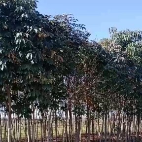 扶风县2000棵七叶树   树直形美！