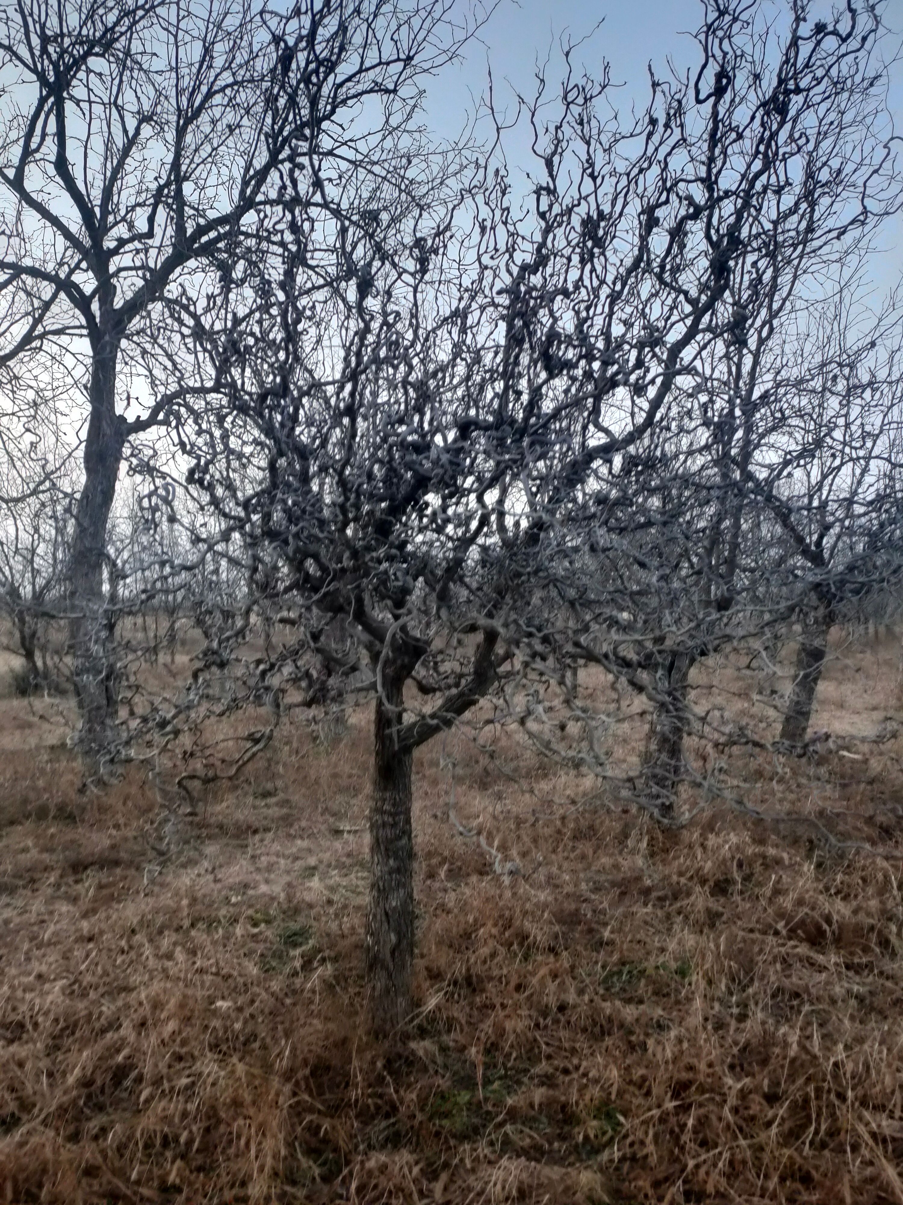 金丝小枣树苗  古枣树