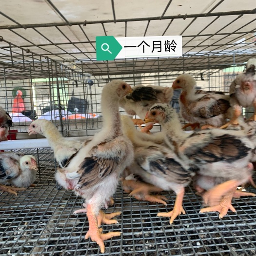 开平市东涛鸡苗  巨脚鸡鸡苗（原种越南东涛鸡优化产品），好养活，含疫苗和切咀