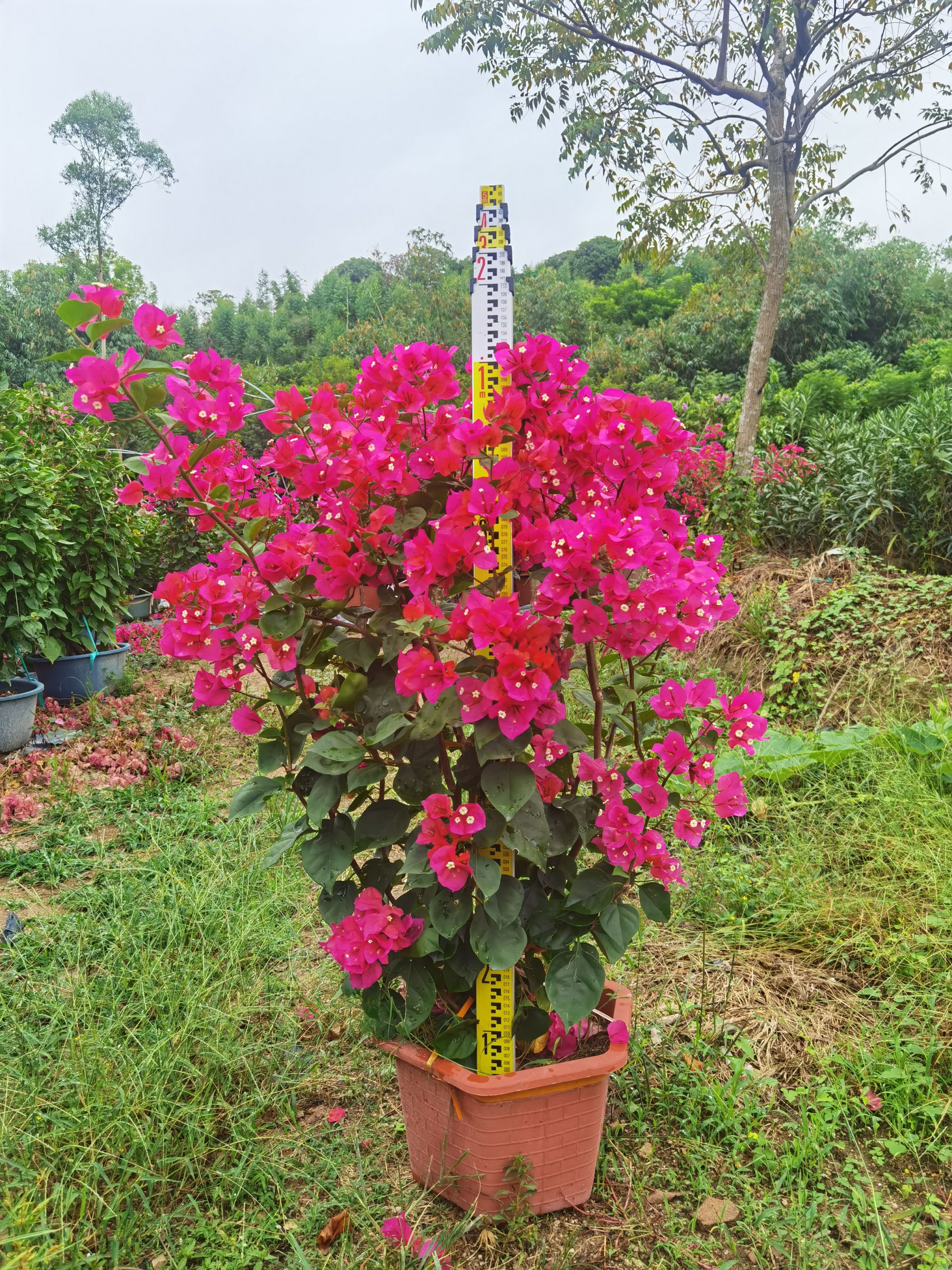  中国红三角梅漳州种植基地自产自销
