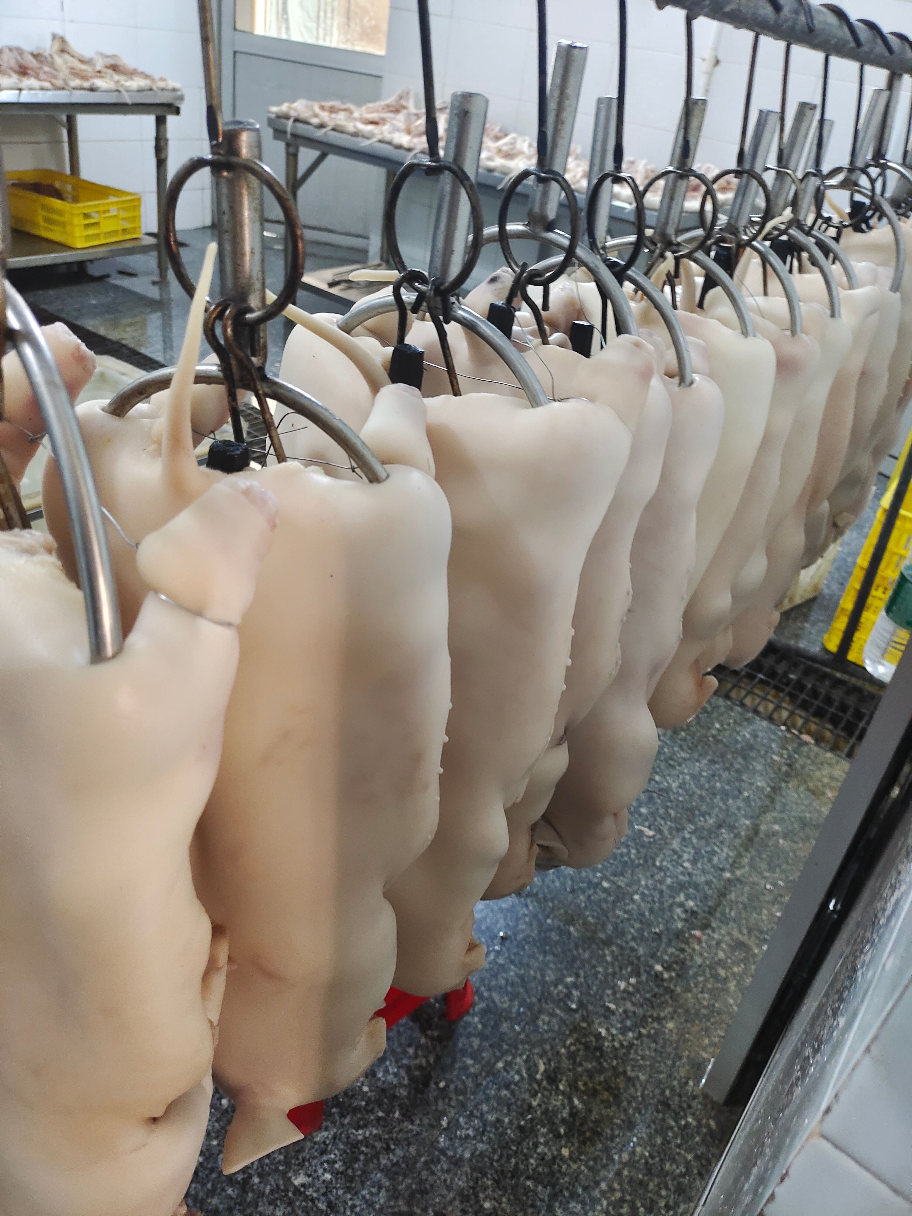 整头猪  新鲜乳猪，乳猪半成品批发