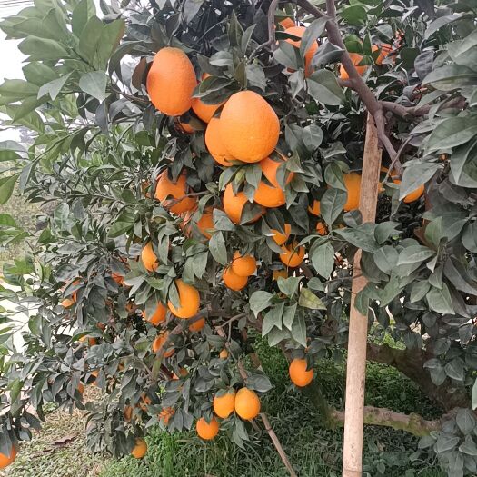 眉山纽荷尔脐橙 代办
