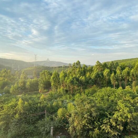 韶关灌木林地 广东韶关曲江800亩林地46年