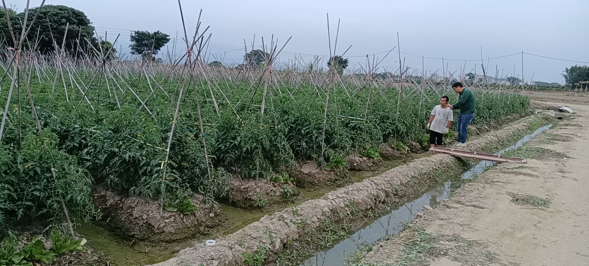 大红番茄苗  兴丰2号番茄苗，连续坐果，咢片舒展，鲜红亮