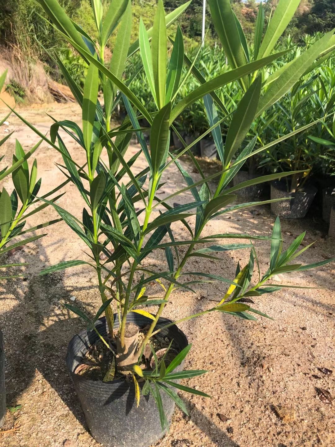  夹竹桃漳州种植基地小杯大杯23杯美织装地苗规格齐全欢迎订购。