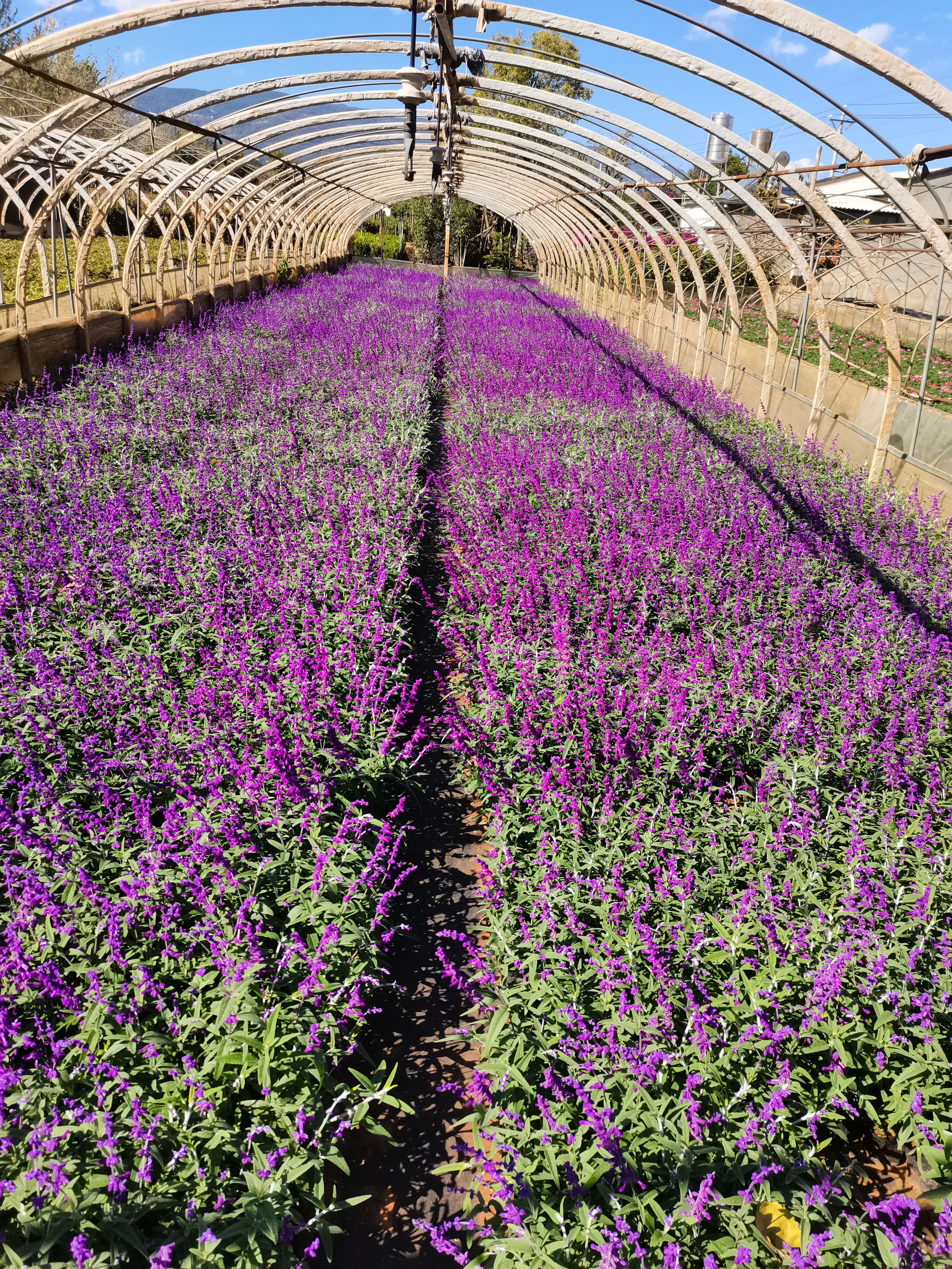 宜良县墨西哥鼠尾草，紫柳，云南昆明紫柳种植园一手货源