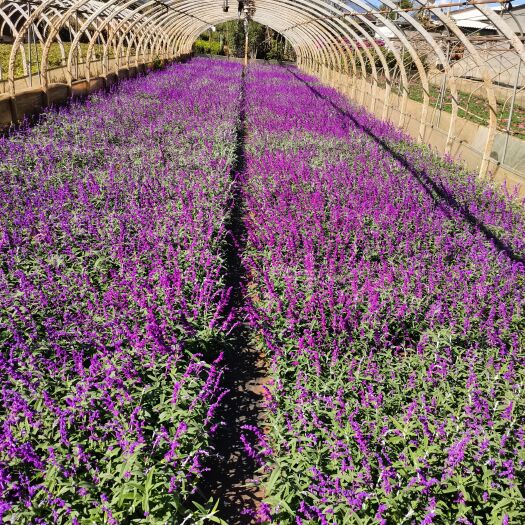 墨西哥鼠尾草，紫柳，云南昆明紫柳种植园一手货源