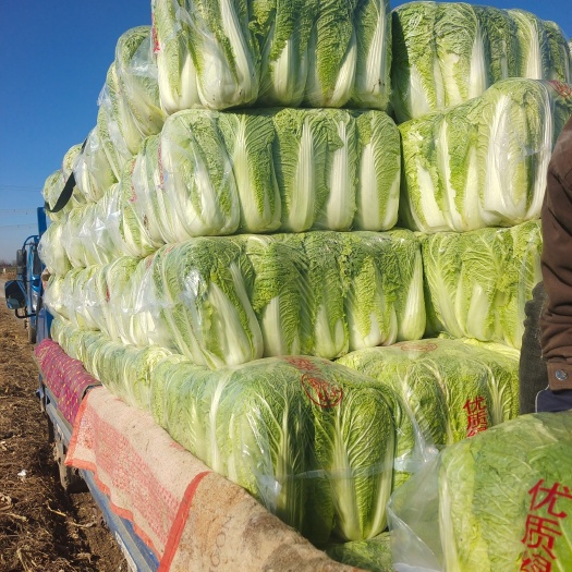 北京新3号  北京三号白菜大量供应，价格下滑，质量保证