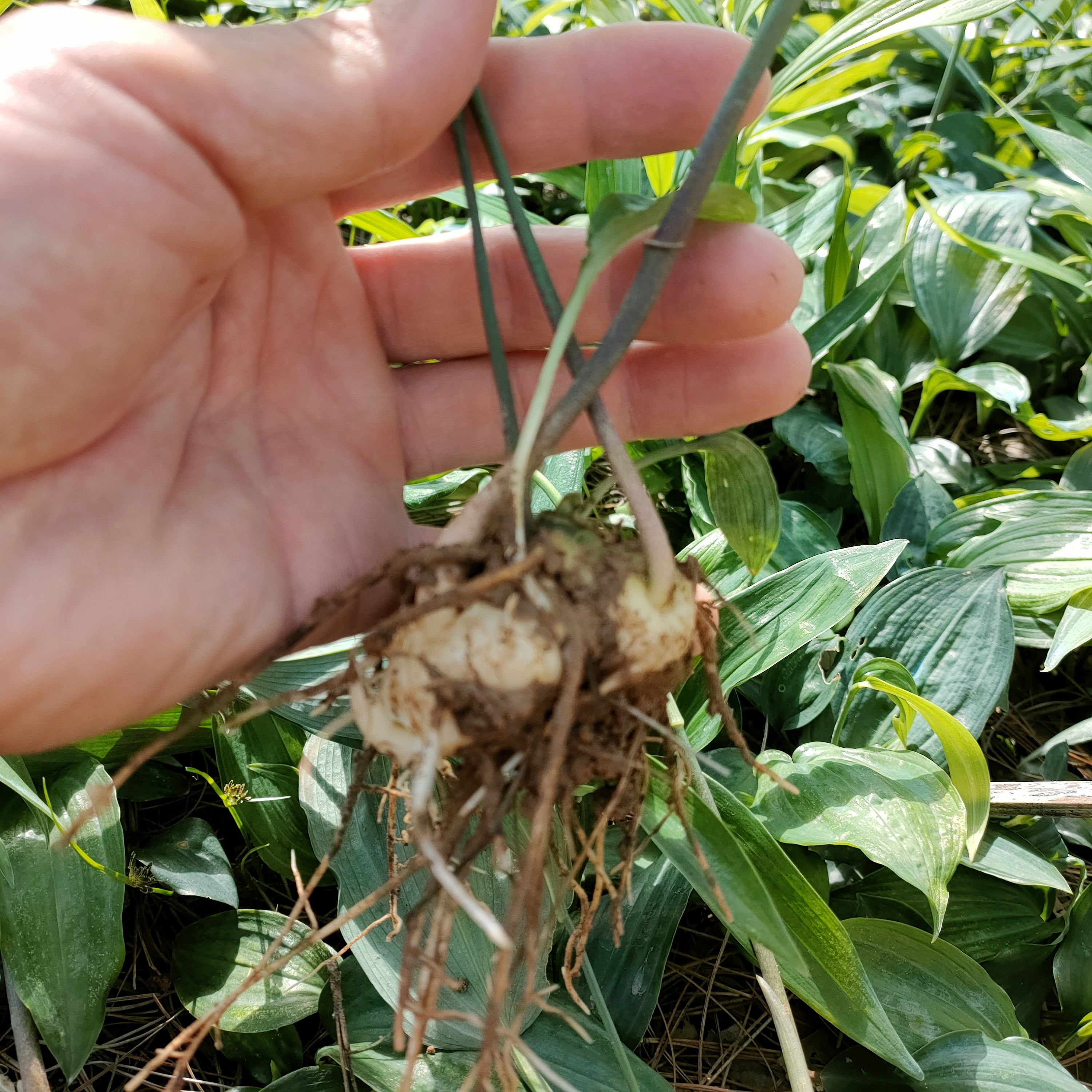 黄精种苗  多花姜型不倒苗黄精苗
基地直供  欢迎实地考察