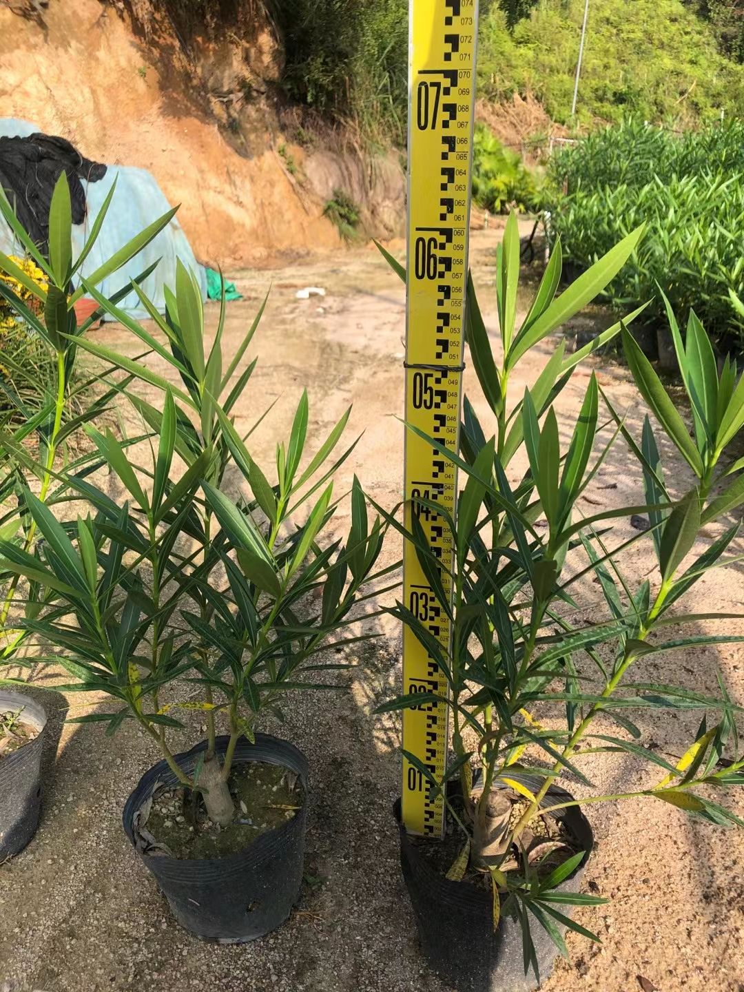  夹竹桃漳州种植基地小杯大杯23杯美织装地苗规格齐全欢迎订购。