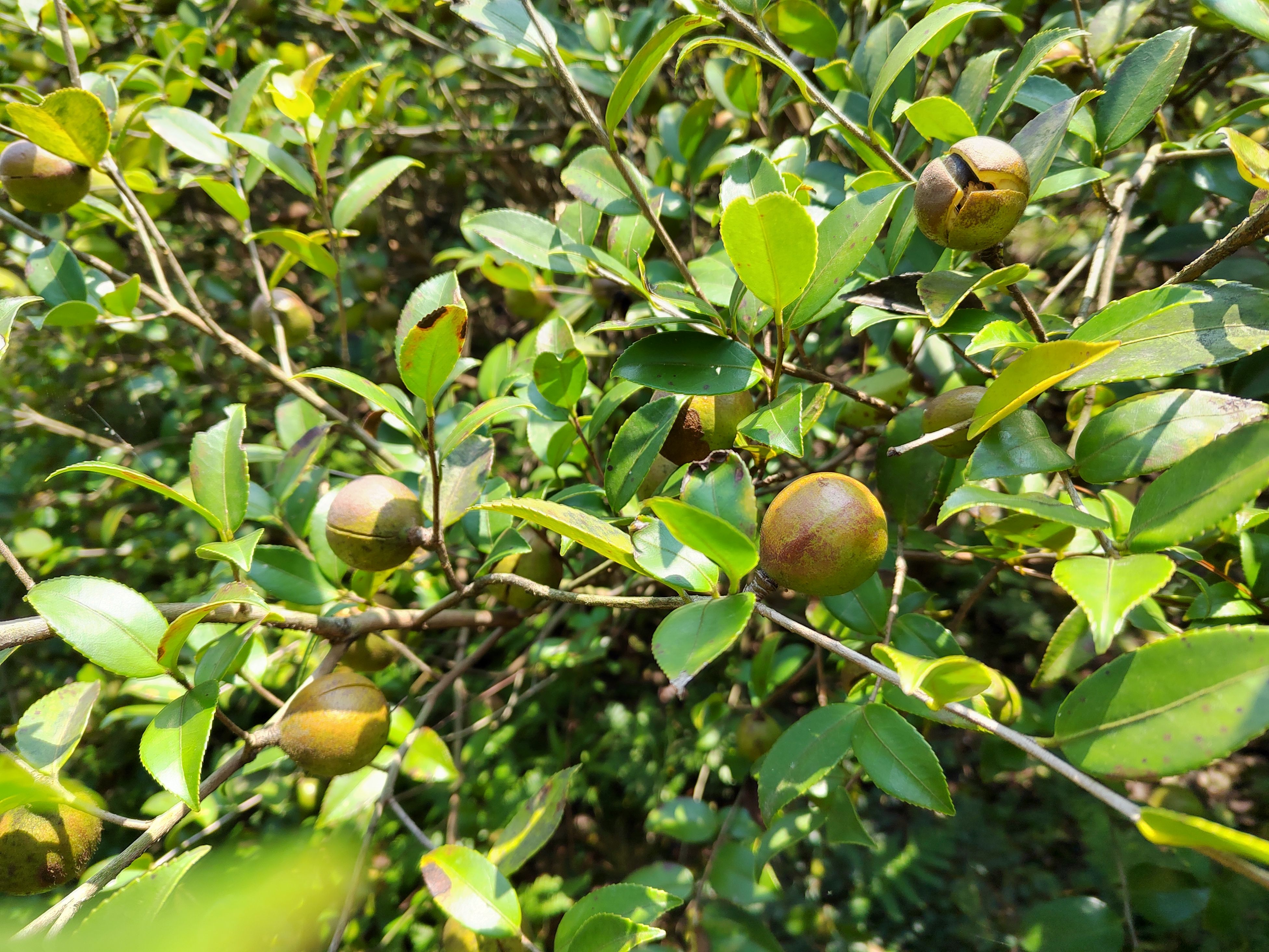 江西茶油特产新货高山油茶籽鲜果榨油干茶籽仁高质礼品江西山茶油