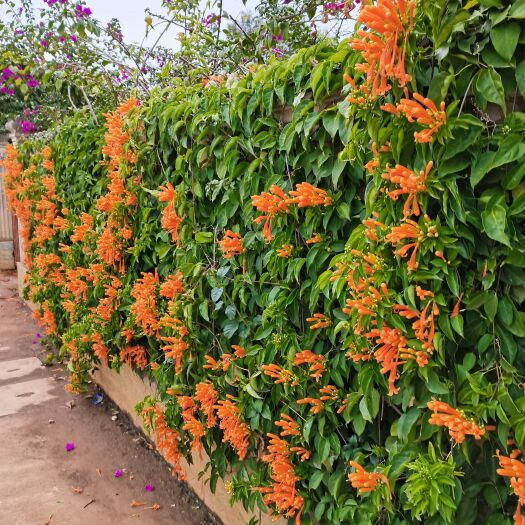 昆明炮仗花苗 工程绿化苗炮仗花